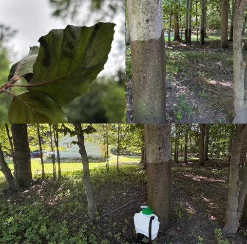 trees