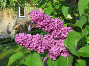 lilac