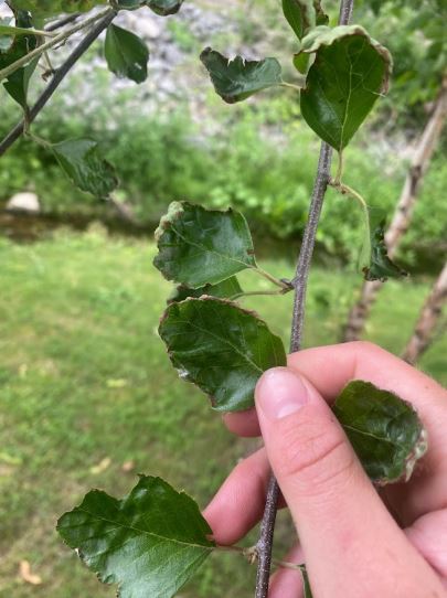 A picture of a branch 