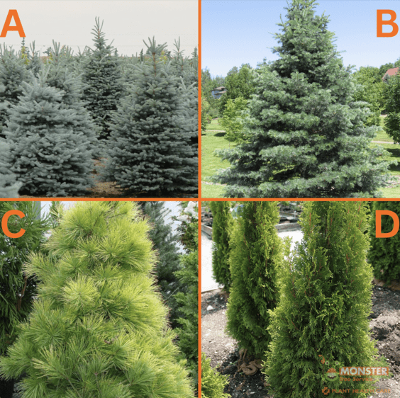 different tree types