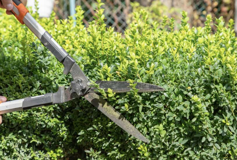 There are many different tools you can use to prune and shape your boxwoods, including: pruning shears, hedge shears, hedge trimmers, and loppers.