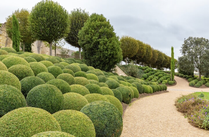hedges for privacy or decorative borders