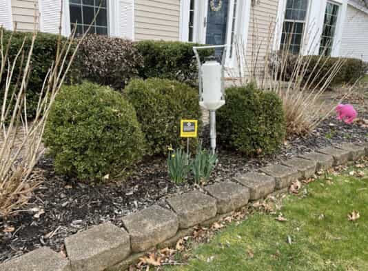 These boxwoods are being treated for pests using a soil systemic. The product is absorbed through the roots and carried through the vascular system of the shrub to the leaves. When a pest feeds on the leaves they will ingest the product.