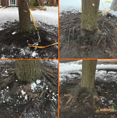 This hybrid maple was choking itself after forming adventitious roots where the trunk was covered with mulch.