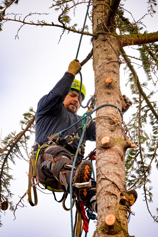 Man climbing tree