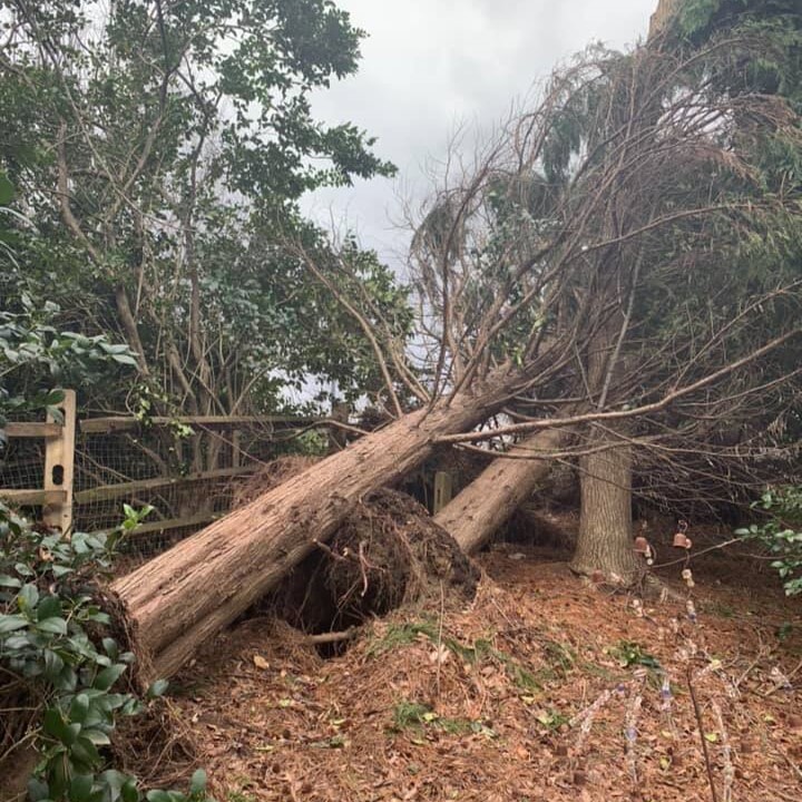 Can a Dead Tree Come back to Life in Charlotte, NC?