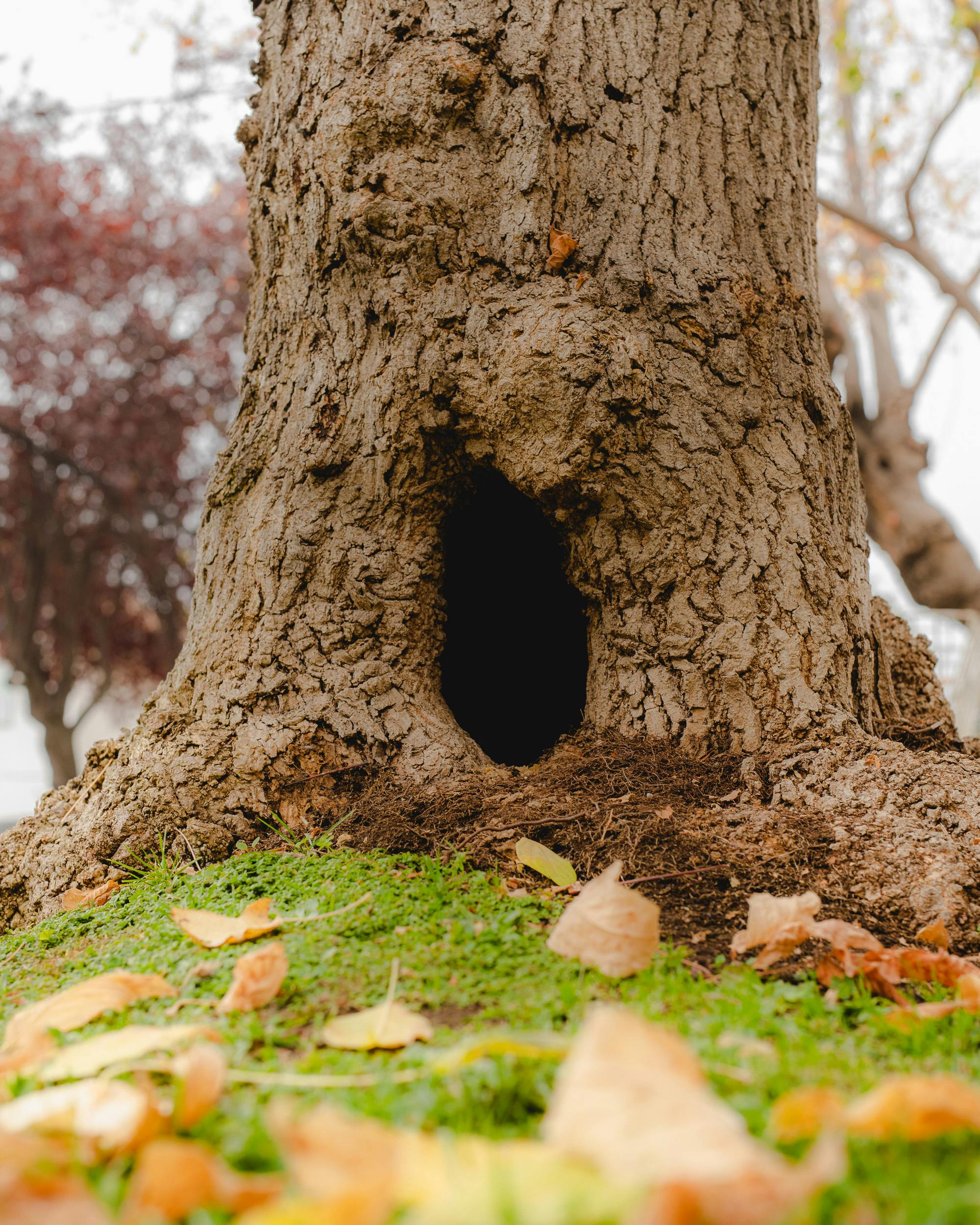 What Causes Large Holes in Tree Trunks in Nashville, TN?
