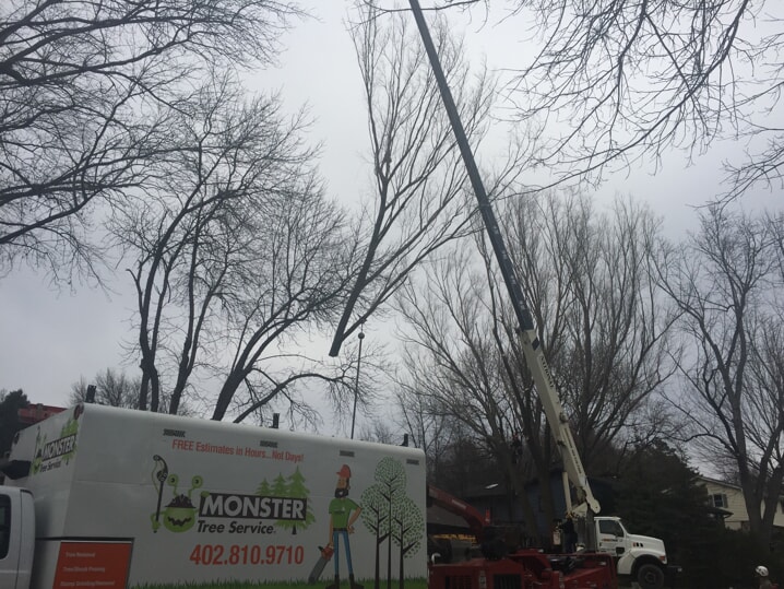 crane picking up tree