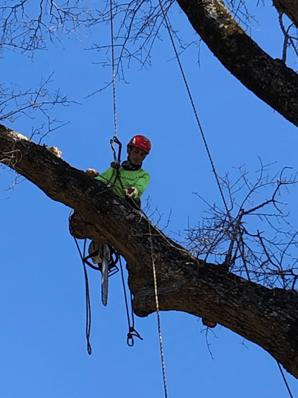 Man Cutting Tree 
