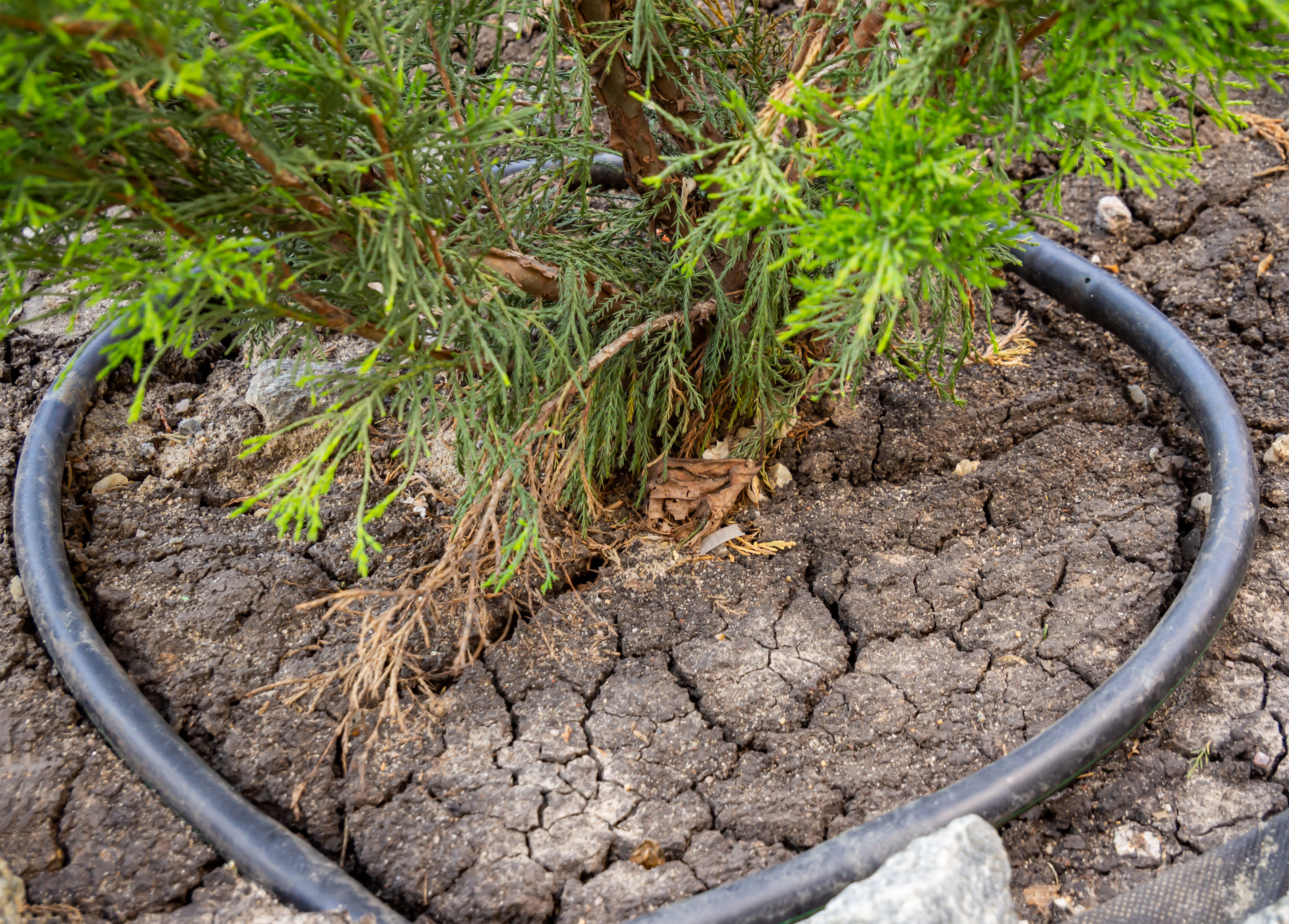 Drought Recovery: How to Help Your Trees Survive Texas Heat