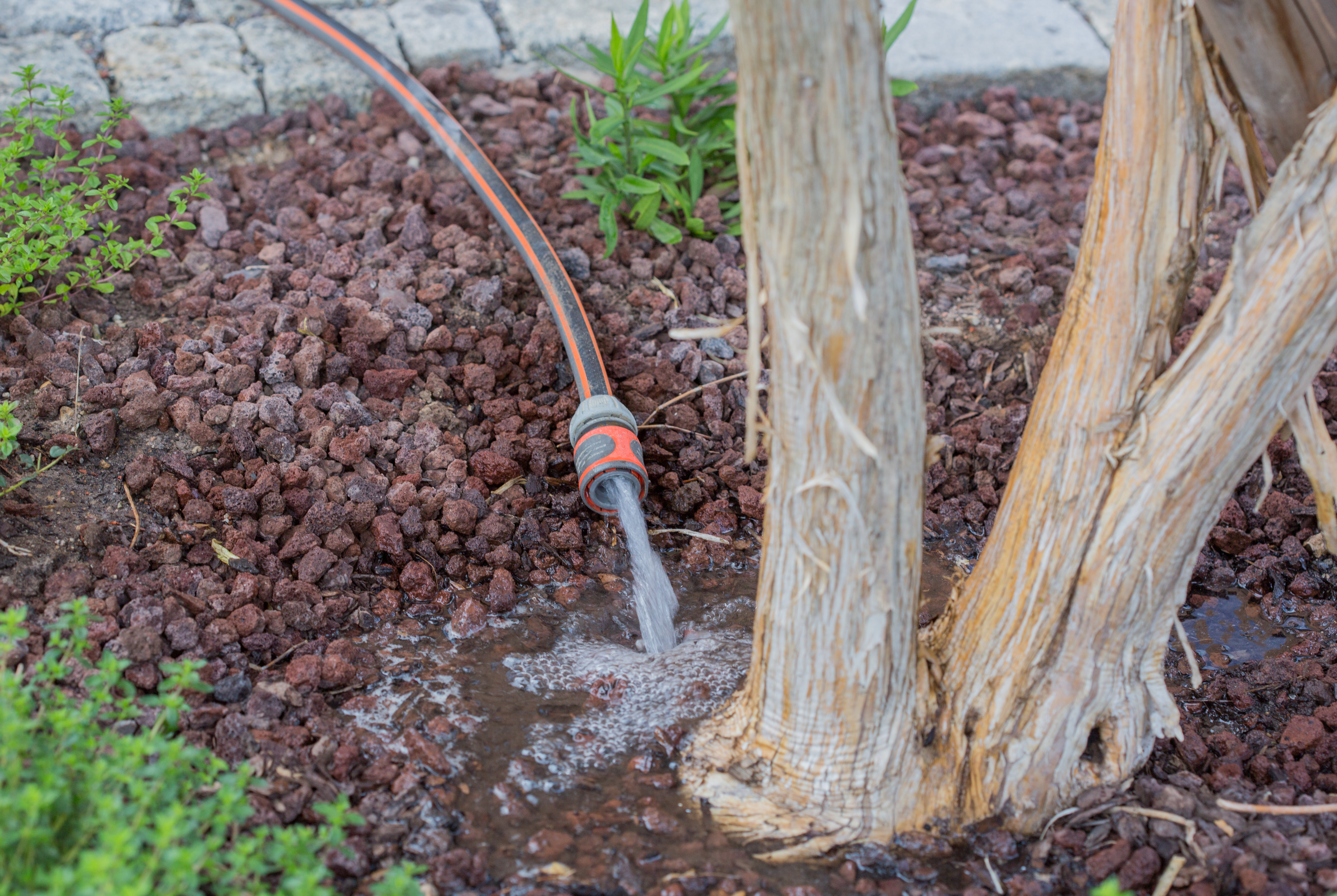 Summer Tree Care: Preventing Heat Stress in Houston Trees