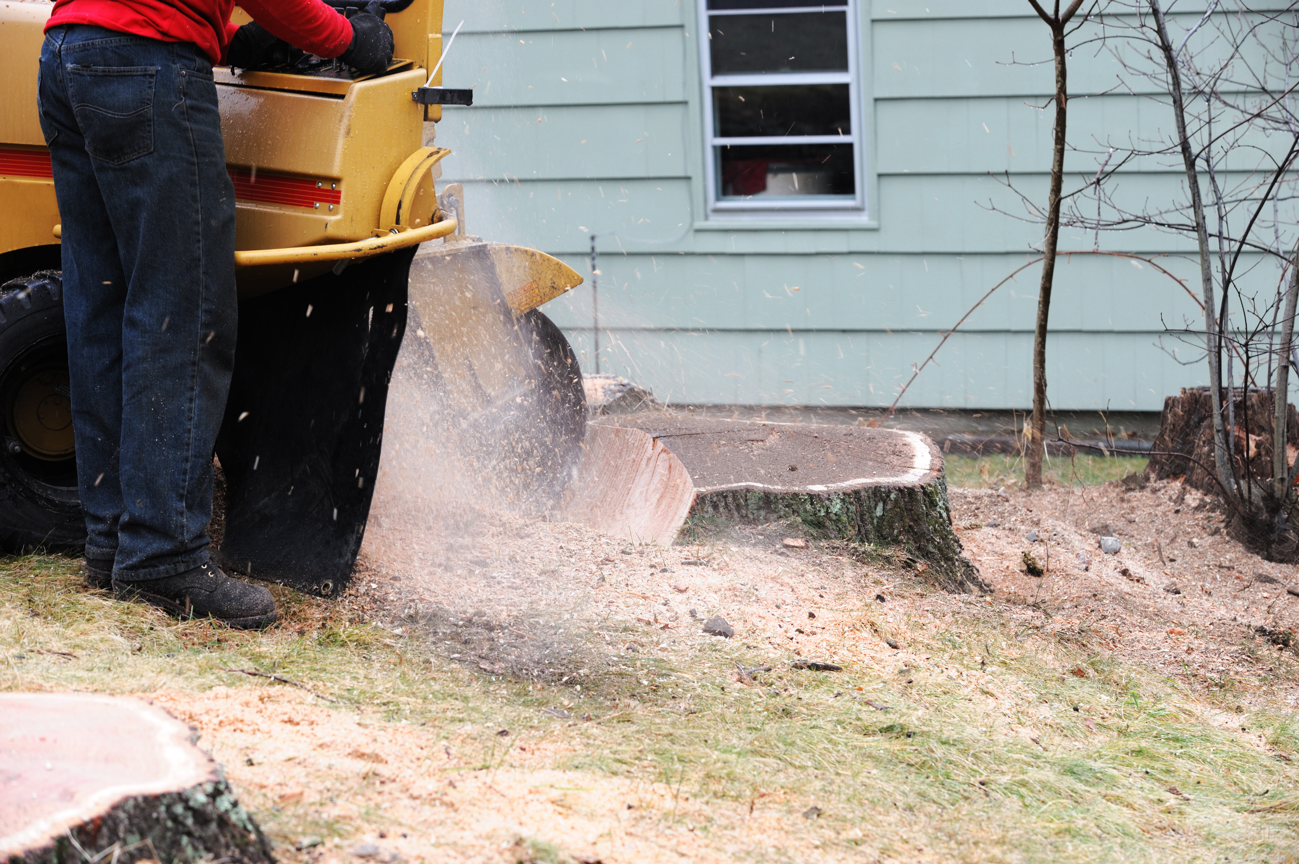 Stump Grinding in Deer Park, TX: What to Expect and How Much It Costs