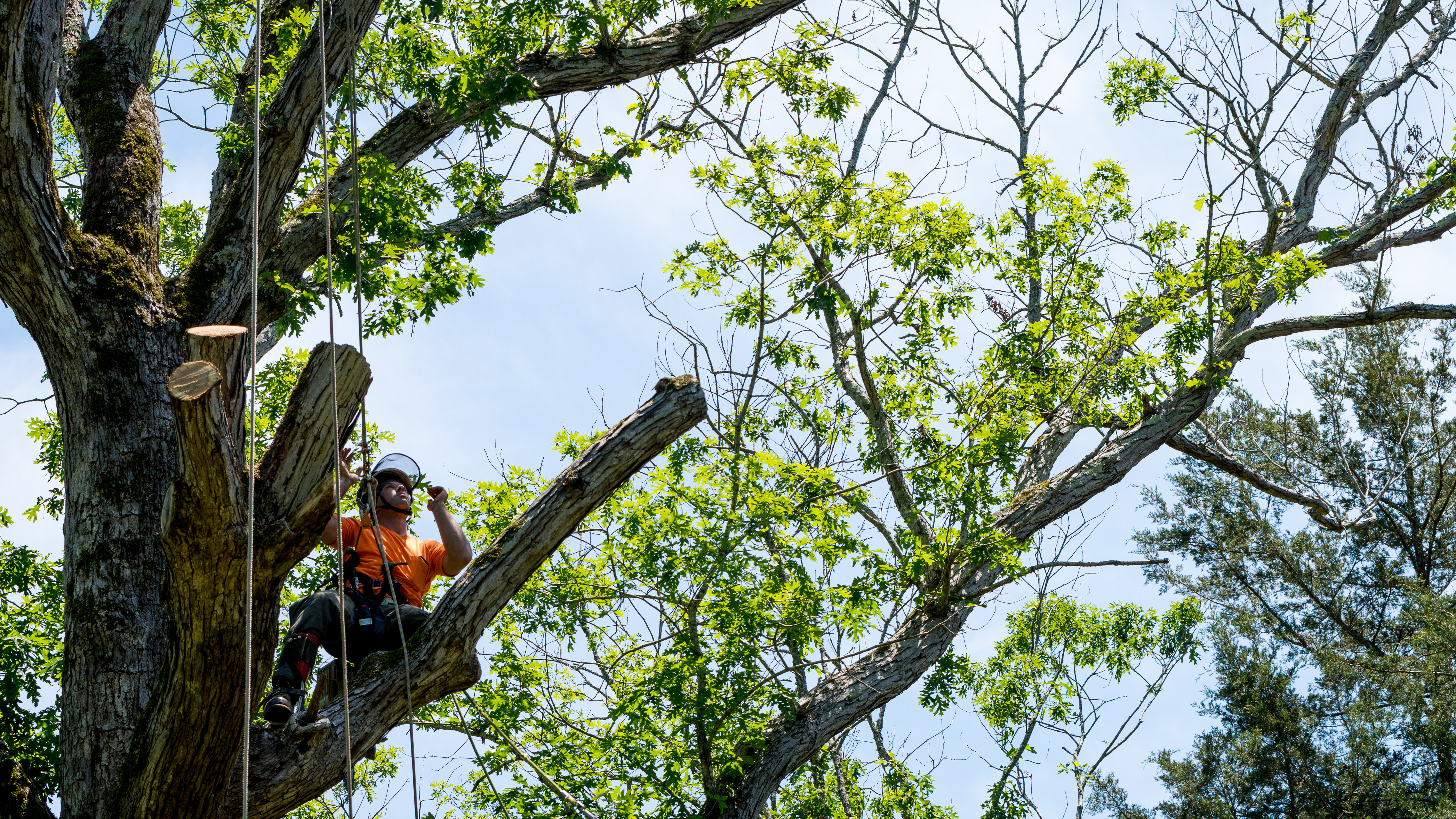 Why Choose Monster Tree Service vs. Southeast Tree? Texas Gulf Coast Tree Removal Price, Reputation & Service Compared