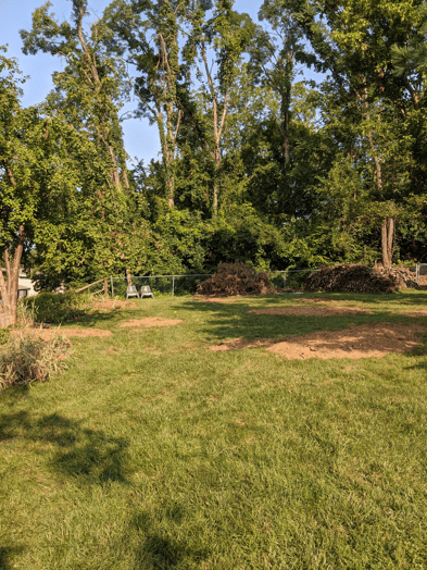 After Tree Removal Image 