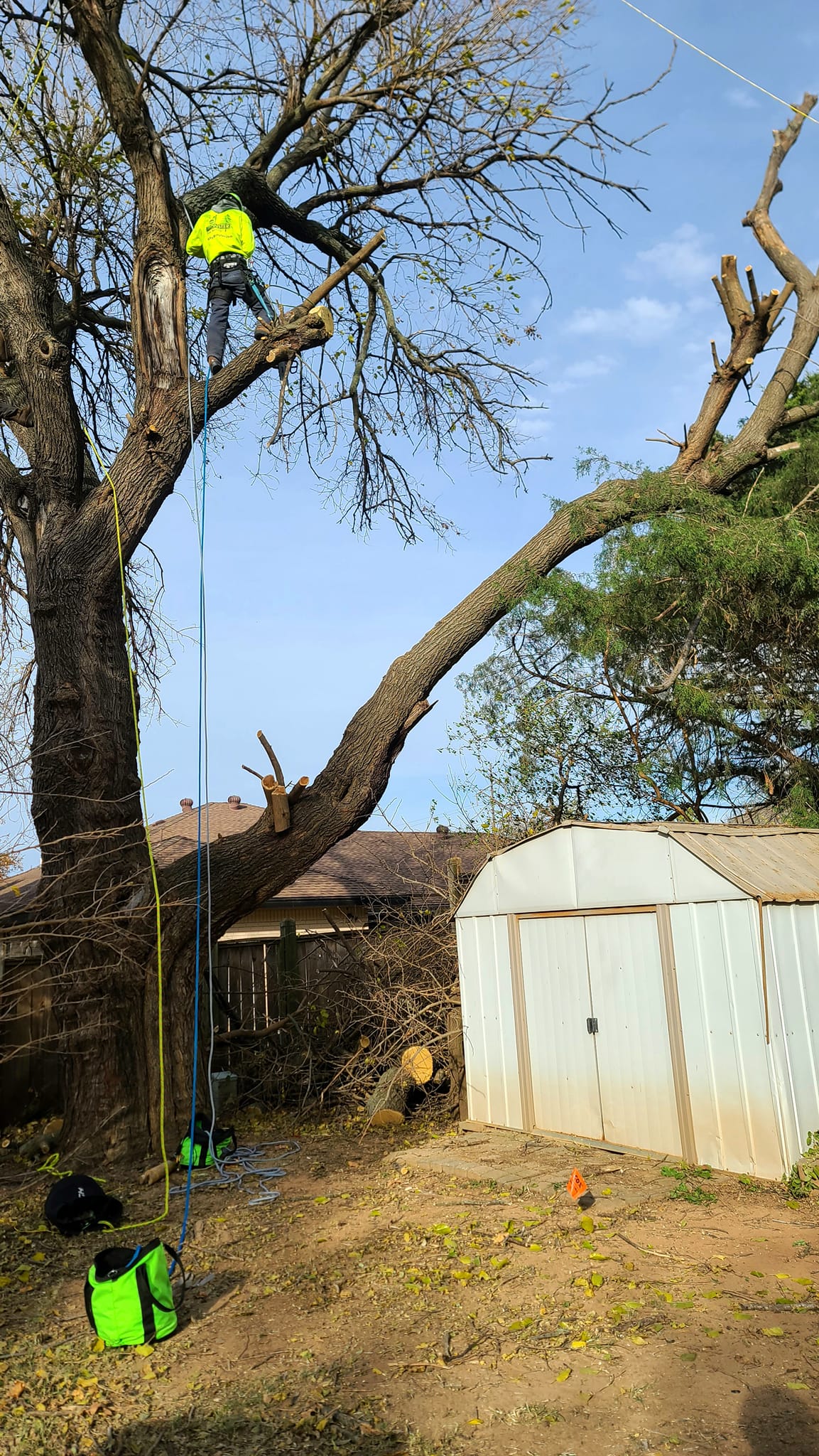 Image of crew in a tree