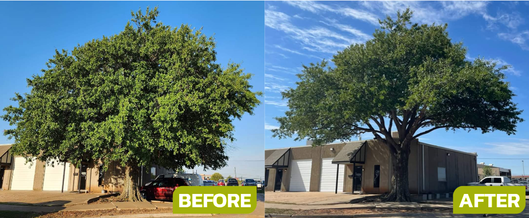 Before & After of Tree Trimming in Edmond, OK
