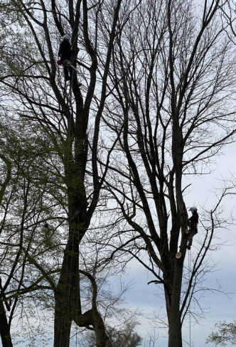 Arborist in Tree