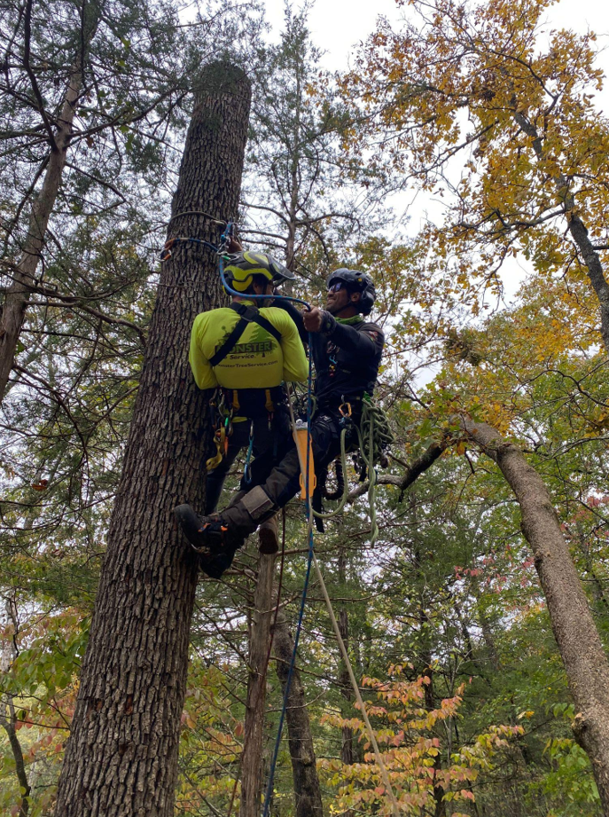 How to Protect a Tree From Being Cut Down in Springfield, MO