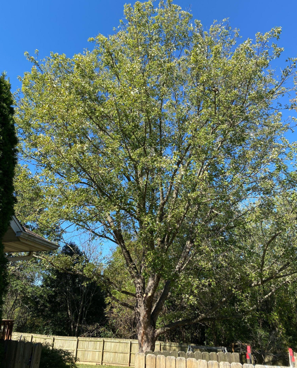 Can Storm-Damaged Trees Be Saved?